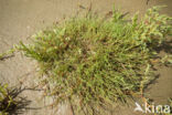 Common Saltmarsh-grass (Puccinellia maritima)