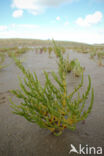 Langarige zeekraal (Salicornia procumbens)