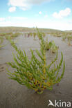 Long-spiked Glasswort (Salicornia procumbens)