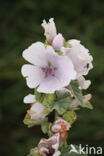 Echte heemst (Althaea officinalis)