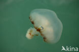 Compass Jellyfish (Chrysaora hysoscella)