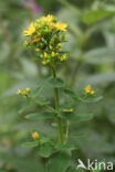 Square-stalked St John s-wort (Hypericum tetrapterum)