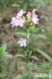 Soapwort (Saponaria officinalis)