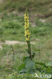 Dark Mullein (Verbascum nigrum)