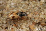 Bembidion pallidipenne