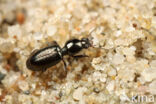 Dyschirius salinus