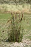 Sea Rush (Juncus maritimus)