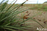 Long-bracted Sedge (Carex extensa)