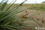 Kwelderzegge (Carex extensa)