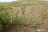 saltmeadow rush (Juncus gerardii)