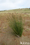 Sea Rush (Juncus maritimus)