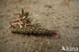 Spurge Hawk-moth (Hyles euphorbiae)