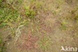 Hard-grass (Parapholis strigosa)