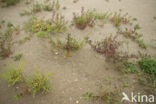 Sea Milkwort (Glaux maritima)