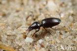 Duingravertje (Dyschirius obscurus)