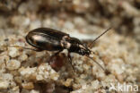 Bembidion varium