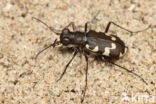 Dune tiger beetle (Cicindela maritima)