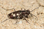 Dune tiger beetle (Cicindela maritima)