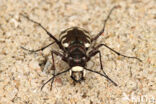 Dune tiger beetle (Cicindela maritima)