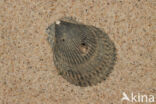 Variegated Scallop (Mimachlamys varia