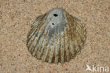 Rough Cockle (Acanthocardia tuberculata)