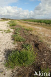 Groene Strand