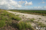 Groene Strand