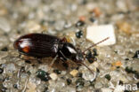 Bembidion normannum