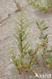 Annual-seablite (Suaeda maritima)