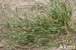 Hard-grass (Parapholis strigosa)