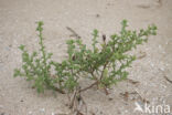 Stekend loogkruid (Salsola kali subsp. kali)