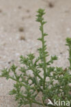 Stekend loogkruid (Salsola kali subsp. kali)