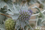 Blauwe zeedistel (Eryngium maritimum)