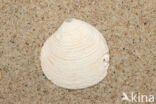 boreal astarte (Astarte borealis)