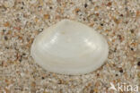 White Furrow-shell (Abra alba)