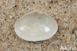 White Furrow-shell (Abra alba)