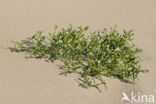 Sea Rocket (Cakile maritima)