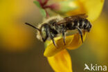 alfalfa leafcutting bee (Megachile rotundata)