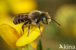 alfalfa leafcutting bee (Megachile rotundata)