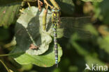 Blauwe glazenmaker (Aeshna cyanea)