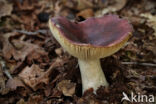 Russula undulata