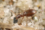 Anthicus flavipes