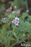 Sticky Stork s-bill (Erodium lebelii)