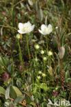 Northern Grass-of-parnassus (Parnassia palustris)