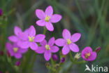 Seaside Centaury (Centaurium littorale)