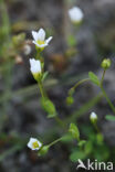 Geelhartje (Linum catharticum)