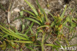 Common Yellow-sedge (Carex oederi subsp. oederi)