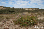 Stork s-bill (Erodium cicutarium dunense)