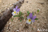 Dune Pansey (Viola curtisii)