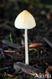 Izabelkleurig breeksteeltje (Conocybe lactea)